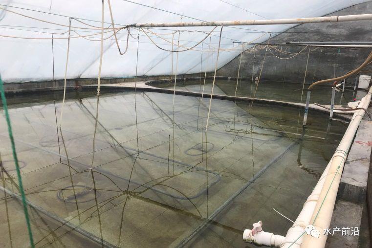 出虾27斤/立方,连续三造成功后,工厂化养虾在他看来并不难! 出虾27斤/立方,连续三造成功后,工厂化养虾在他看来并不难!