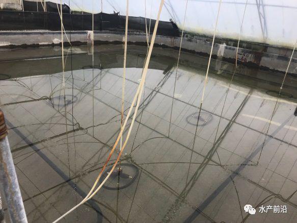 出虾27斤/立方,连续三造成功后,工厂化养虾在他看来并不难! 出虾27斤/立方,连续三造成功后,工厂化养虾在他看来并不难!